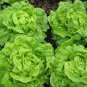 600+ Seeds TOM THUMB Seeds Romain Leaf Lettuce Organic Spring Fall Garden Container (Seeds)