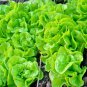 600+ Seeds TOM THUMB Seeds Romain Leaf Lettuce Organic Spring Fall Garden Container (Seeds)