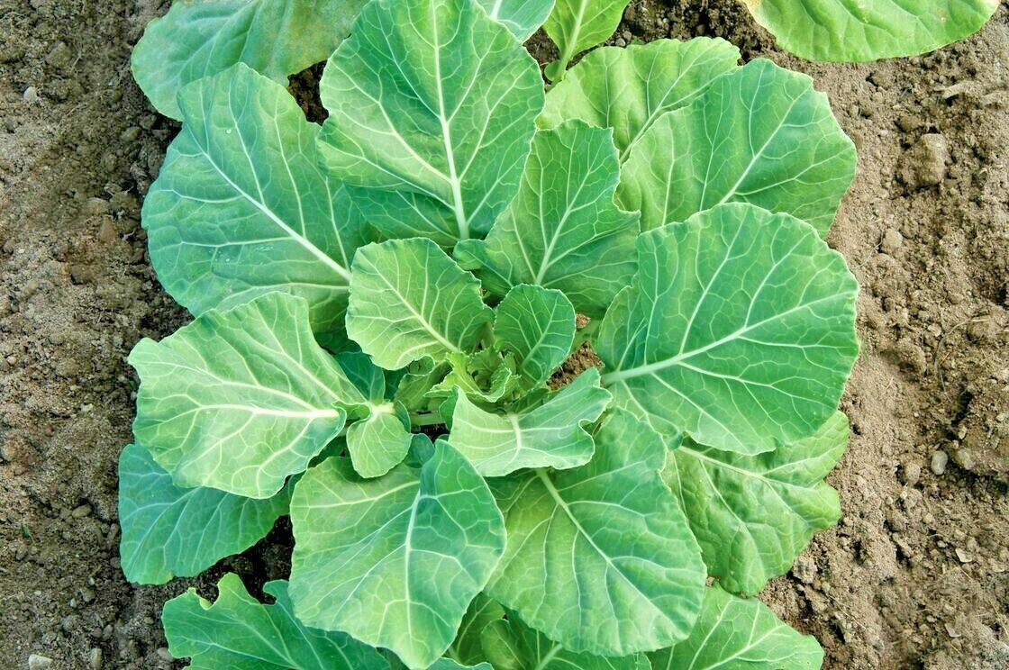 600+ Seeds CHAMPION COLLARD GREENS Seeds Spring Fall Vegetable Garden Patio Container (Seeds)