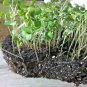 600+ Seeds CHAMPION COLLARD GREENS Seeds Spring Fall Vegetable Garden Patio Container (Seeds)