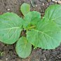 600+ Seeds CHAMPION COLLARD GREENS Seeds Spring Fall Vegetable Garden Patio Container (Seeds)