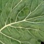 600+ Seeds CHAMPION COLLARD GREENS Seeds Spring Fall Vegetable Garden Patio Container (Seeds)