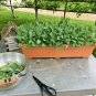 600+ Seeds CHAMPION COLLARD GREENS Seeds Spring Fall Vegetable Garden Patio Container (Seeds)