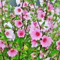 100+ROSE MALLOW MIX Seed Native Wildflower Flowering Shrub Bush Garden Container (Seeds)