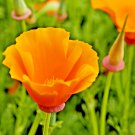 15000+ Seeds ORANGE CALIFORNIA POPPY Seeds Native Wildflower Pollinators Flower Garden (1 oz Seeds) 15000+ Seeds ORANGE CALIFORNIA POPPY Seeds Native Wildflower Pollinators Flower Garden (1 oz Seeds)