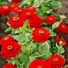 300+ Seeds RED ZINNIA Flower Seeds Summer Flowering Annual Cherry Cut Flowers Easy Fast (Seeds) 300+ Seeds RED ZINNIA Flower Seeds Summer Flowering Annual Cherry Cut Flowers Easy Fast (Seeds)