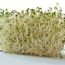 12,500+ Seeds ORGANIC ALFALFA Sprouting Seeds A,B,C,E,K,Calcium,Iron,Magnesium (1 OZ Seeds)