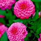 1000+ Seeds LAVENDER ZINNIA Seeds Summer Garden Flowering Annual Cut Flowers Fast Easy (1 oz Seeds)
