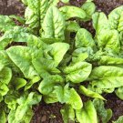 2500+ Seeds BLOOMSDALE SPINACH Seed Organic Spring Fall Vegetable Garden Container Easy (1 oz Seeds)