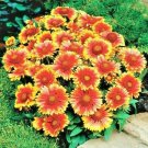 1000+ Seeds BLANKET FLOWER Seeds Perennial Native Wildflower Heat Cold Garden (Seeds)