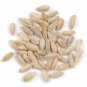 5 LBS Seeds Winter Rye Seed - Cover Crop, Food Plot Deer, Wildlife, Garden Cover Crop (Seeds)