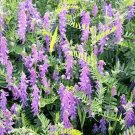 5 Pounds Seeds Hairy Vetch Seeds for Planting Cover Crop Grain Bee Pasture Pollinator (Seeds)
