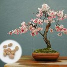20 Seeds Japanese Flowering Cherry Blossom Bonsai Seeds, Fresh Exotic Rare Bonsai (Seeds) 20 Seeds Japanese Flowering Cherry Blossom Bonsai Seeds, Fresh Exotic Rare Bonsai (Seeds)