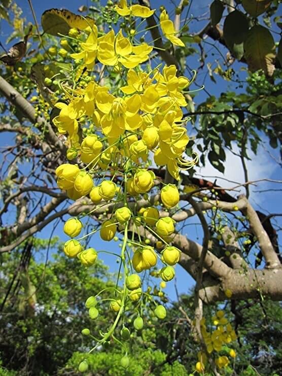 10 Seeds Golden Shower Tree (Seeds)