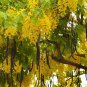 10 Seeds Golden Shower Tree (Seeds)