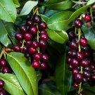 25 Seeds Black Cherry Prunus Serotina Tree Seeds to Grow Cherry Trees (Seeds)