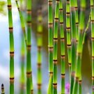 5 Plants Horsetail Plant Cuttings to Grow (Seeds)
