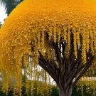 30 Seeds Golden Shower Tree Seeds for Planting Stunning Weeping Yellow Blooms (Seeds)