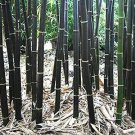 150 Seeds Rare Black Bamboo Seeds to Grow Black Bamboo (Seeds)