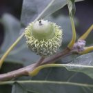 5 Seeds Big Healthy Bur Oak Tree Seeds for Planting (Seeds)