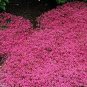 500 Seeds Creeping Thyme Seeds - Magic Carpet- Perennial Ground Cover (Seeds)