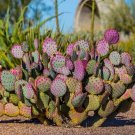 50 Seeds Purple Prickly Pear Cactus Seeds to Grow (Seeds)