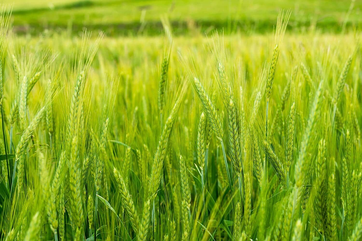1 Pound Seeds Triticale Seeds for Planting (Seeds)