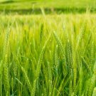 1 Pound Seeds Triticale Seeds for Planting (Seeds)
