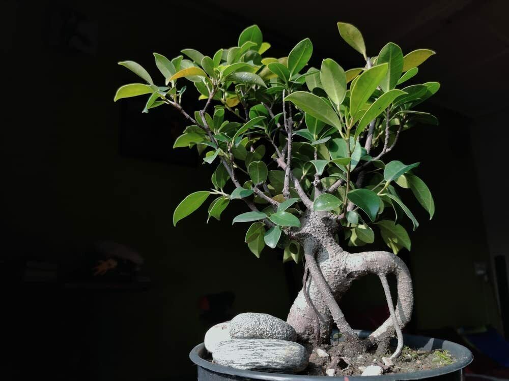 30 Seeds Weeping Fig Bonsai Tree Seeds for Planting Ficus benjamina (Seeds)