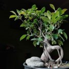 30 Seeds Weeping Fig Bonsai Tree Seeds for Planting Ficus benjamina (Seeds)