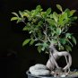 30 Seeds Weeping Fig Bonsai Tree Seeds for Planting Ficus benjamina (Seeds)
