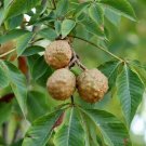 2 Seeds Buckeye Tree Seeds for Planting State Tree of Ohio Aesculus glabra (Seeds)