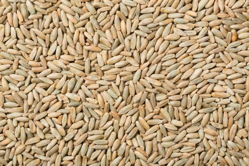 1,000 Seeds No-Till Winter Rye Cover Crop Seeds Non-GMO Rye (Seeds)