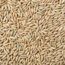 1,000 Seeds No-Till Winter Rye Cover Crop Seeds Non-GMO Rye (Seeds)