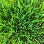 1,000 Seeds No-Till Winter Rye Cover Crop Seeds Non-GMO Rye (Seeds)
