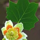 25 Seeds Tulip Poplar Seeds for Planting Fast Growing Tree with Tulip Shaped Flowers (Seeds)