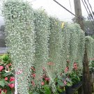 10 Seeds Silver Falls Dichondra Seeds for Planting - Stunning Weeping Plant (Seeds)