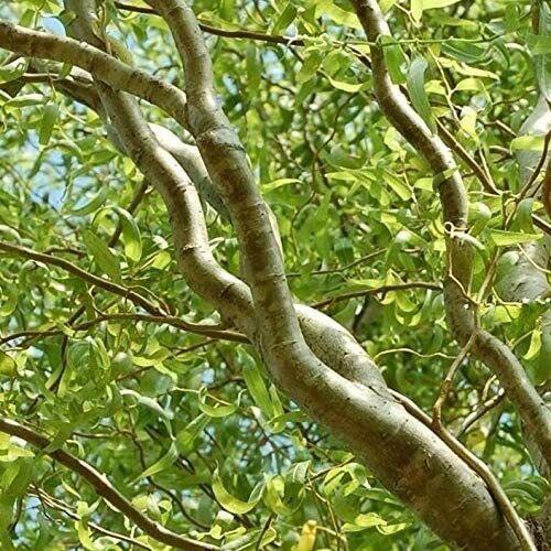 2 Seeds Plants Corkscrew Willow Tree Cuttings Leaves and Branches Curl Very Distinctly (Seeds)