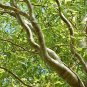 2 Seeds Plants Corkscrew Willow Tree Cuttings Leaves and Branches Curl Very Distinctly (Seeds)