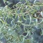 2 Seeds Plants Corkscrew Willow Tree Cuttings Leaves and Branches Curl Very Distinctly (Seeds)