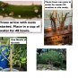 2 Seeds Plants Corkscrew Willow Tree Cuttings Leaves and Branches Curl Very Distinctly (Seeds)