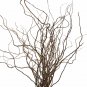 2 Seeds Plants Corkscrew Willow Tree Cuttings Leaves and Branches Curl Very Distinctly (Seeds)