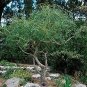 2 Seeds Plants Corkscrew Willow Tree Cuttings Leaves and Branches Curl Very Distinctly (Seeds)