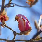 5 Seeds Yulan Magnolia Tree Seeds to Plant Spring Buds Look Like Pink Birds (Seeds)