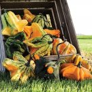 10 Seeds Gremlins Gourd Seeds for Planting Grow Your Own Fall Décor (Seeds)