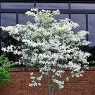 20 Seeds Flowering Dogwood Tree (Seeds)
