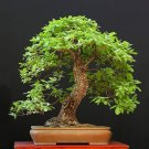 5 Seeds Big Healthy White Oak Bonsai Tree Seeds for Planting (Seeds)