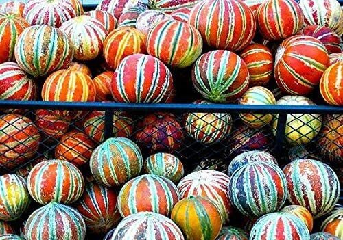 10 Seeds Rare Tiger Melon Seeds Exotic Garden Fruit Seeds to Plant (Seeds)