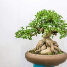 25+ Seeds Ficus Bonsai Tree Seeds to Grow (Seeds)