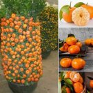 10 Seeds Dwarf Orange Seed for Planting of Hardy Orange Dwarf - Grow Fruit (Seeds)